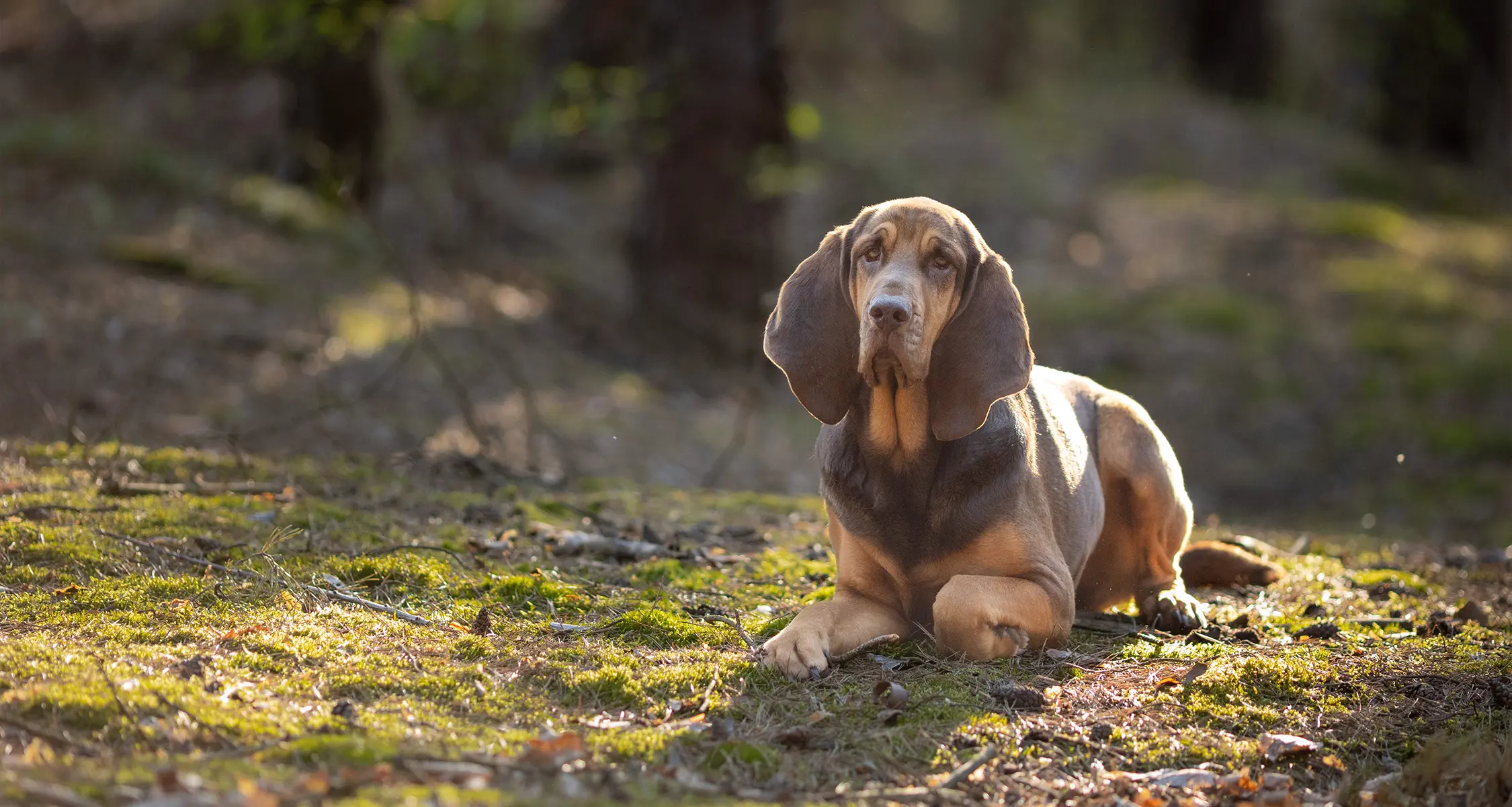 Hund liegt entspannt im sonnigen Wald – Einzeltraining bei Caroline Rehmer